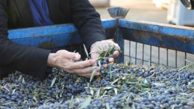 Mudanya Belediyesi’nden zeytin hamlesi!