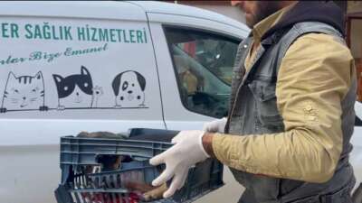 Bursa’da yaralı köpeğe zabıta ekipleri sahip çıktı