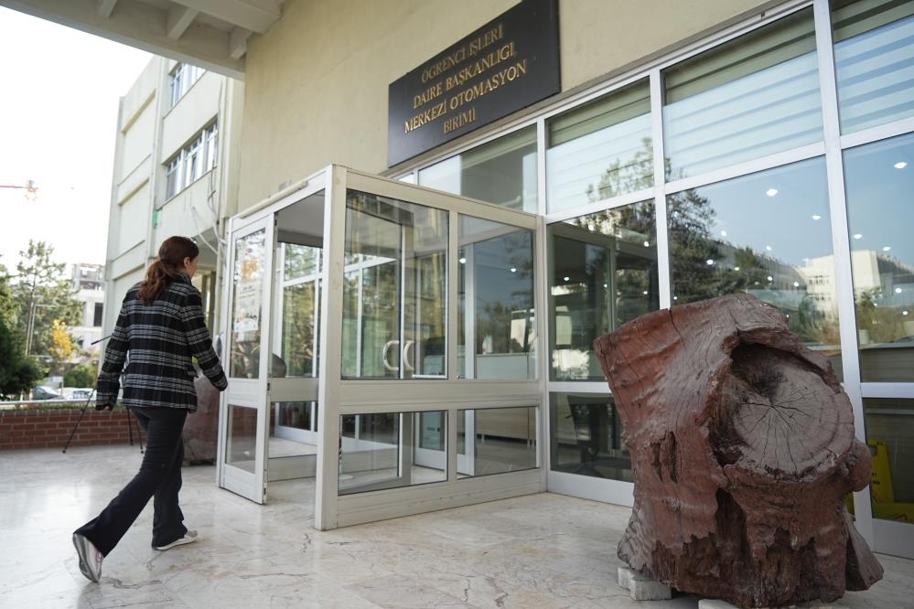 Bursa’nın 650 yıllık çınarı Uludağ Üniversitesi’nde korunuyor