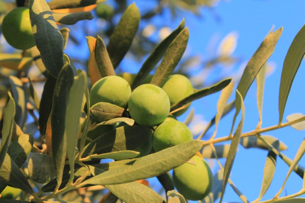 Bugün tüm dünya da “Zeytin Ağacı Günü” kutlanıyor