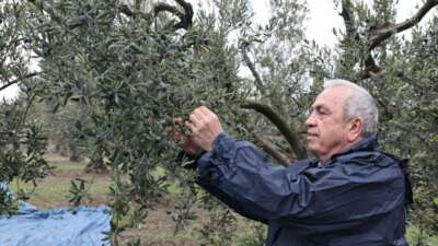 Başkan Şadi Özdemir zeytin hasadına katıldı