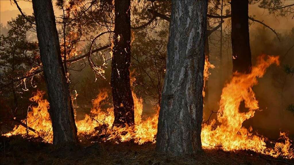 Ekvador’da orman yangınları ve şiddetli kuraklık nedeniyle acil durum ilan edildi