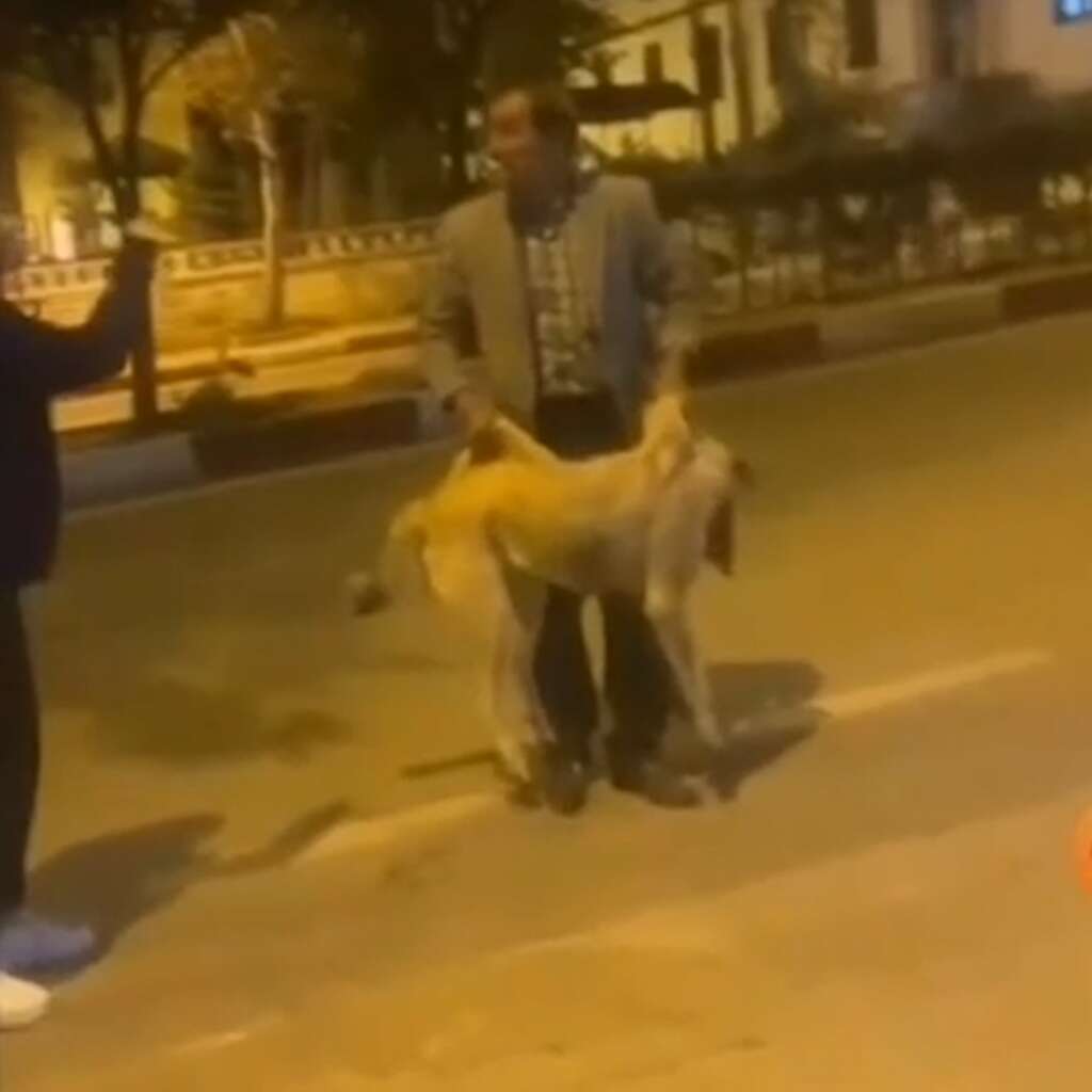 Sokak köpeğine yapılan müdahaleye tepki: “Bırak” çığlıklarıyla engellemeye çalıştılar