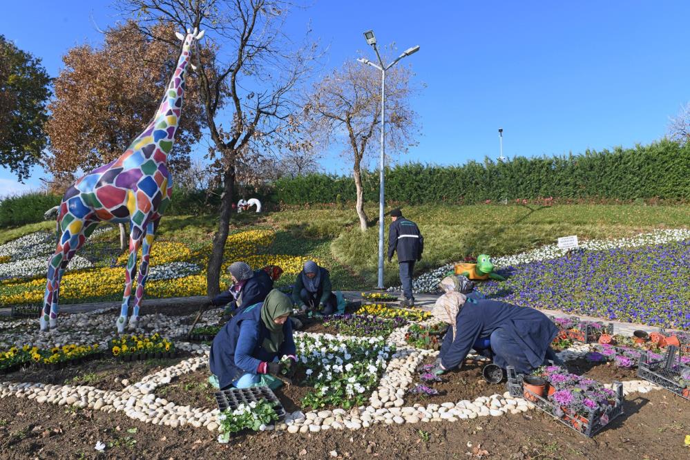 Bursa’da 300 bin kış çiçeği toprakla buluşuyor