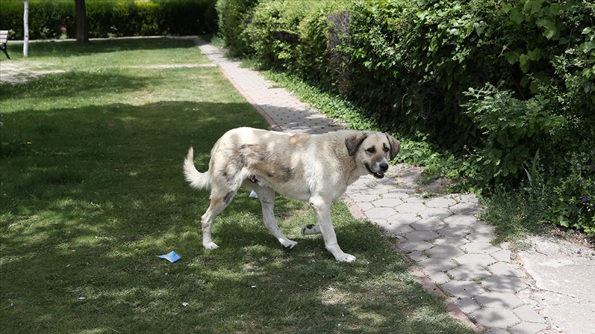 6 yaşındaki çocuk kuduz köpek saldırısına uğradı