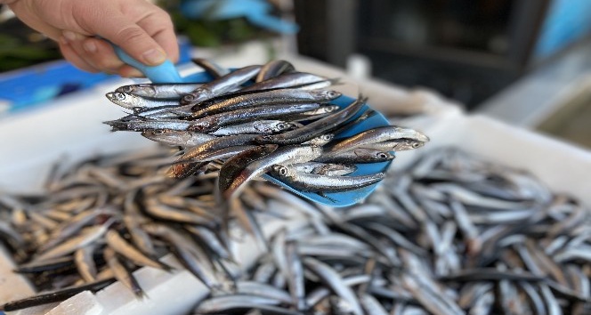 Bursa’da hamsi fiyatları ucuzladı