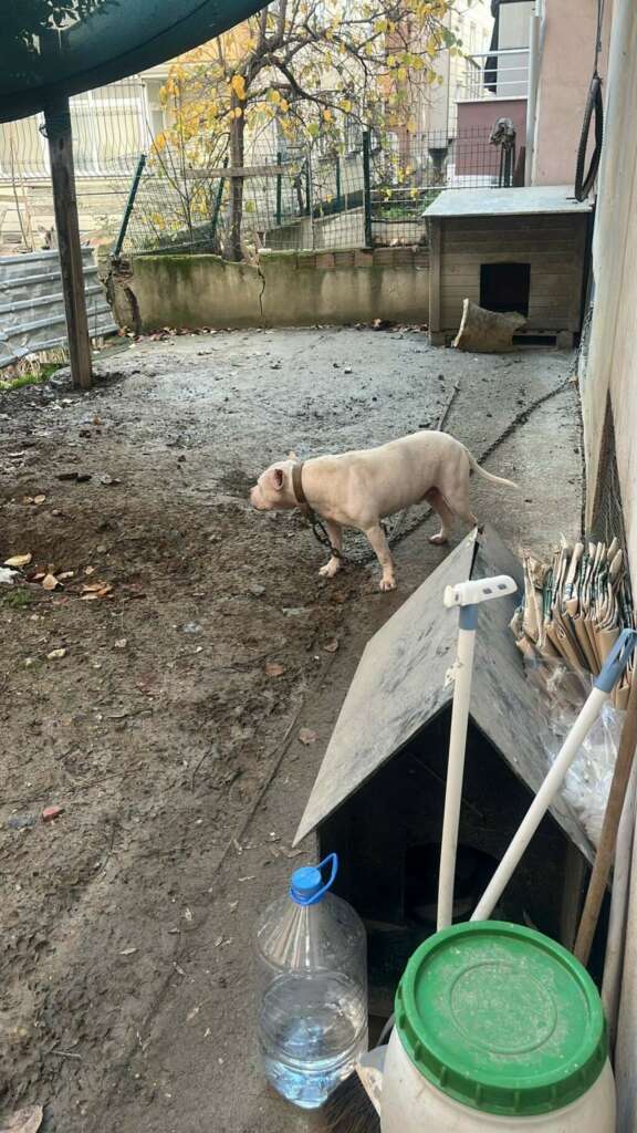 Ağızlıksız gezdirilen pitbull köpek kediyi parçaladı, sahibi gözaltına alındı