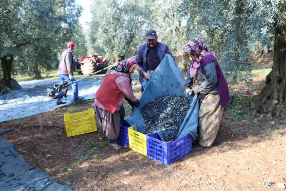 Zeytinyağı ihracatı hızlı gidiyor