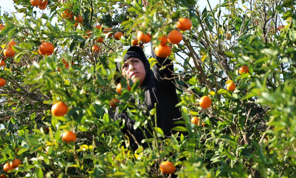 2024 ve 2025’in en mutlusu mandalina ve portakal çiftçisi