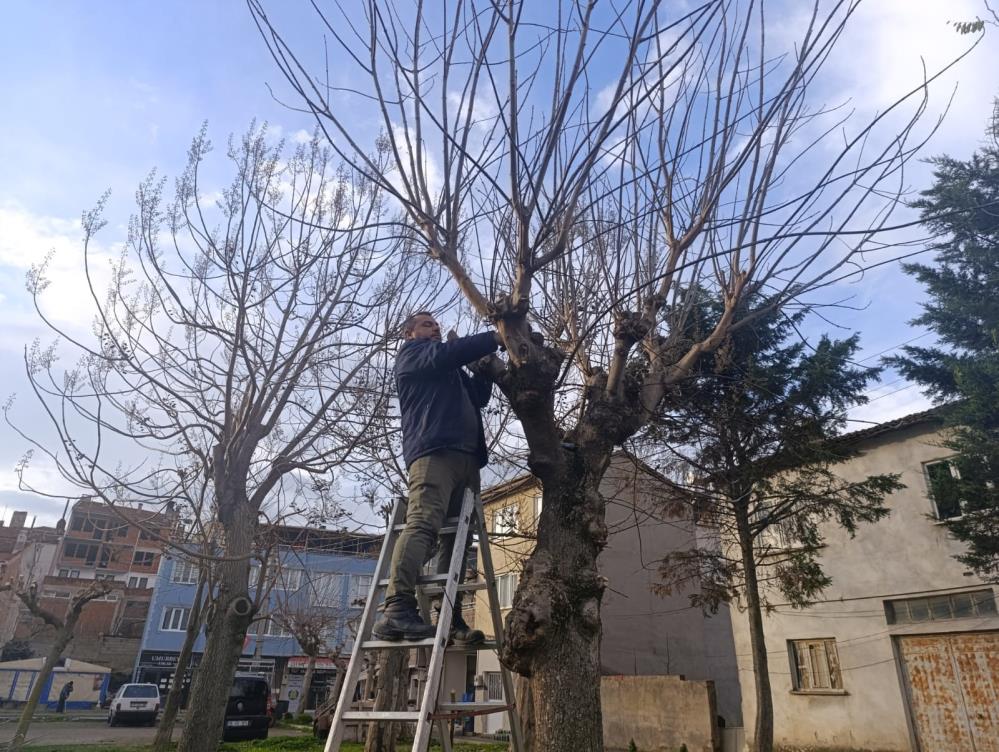 Bursa’da park ve yeşil alanlarda budama çalışmaları sürüyor