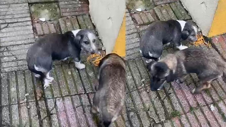 Bursa’da okulda beslenen köpek öğrenciyi ısırdı!