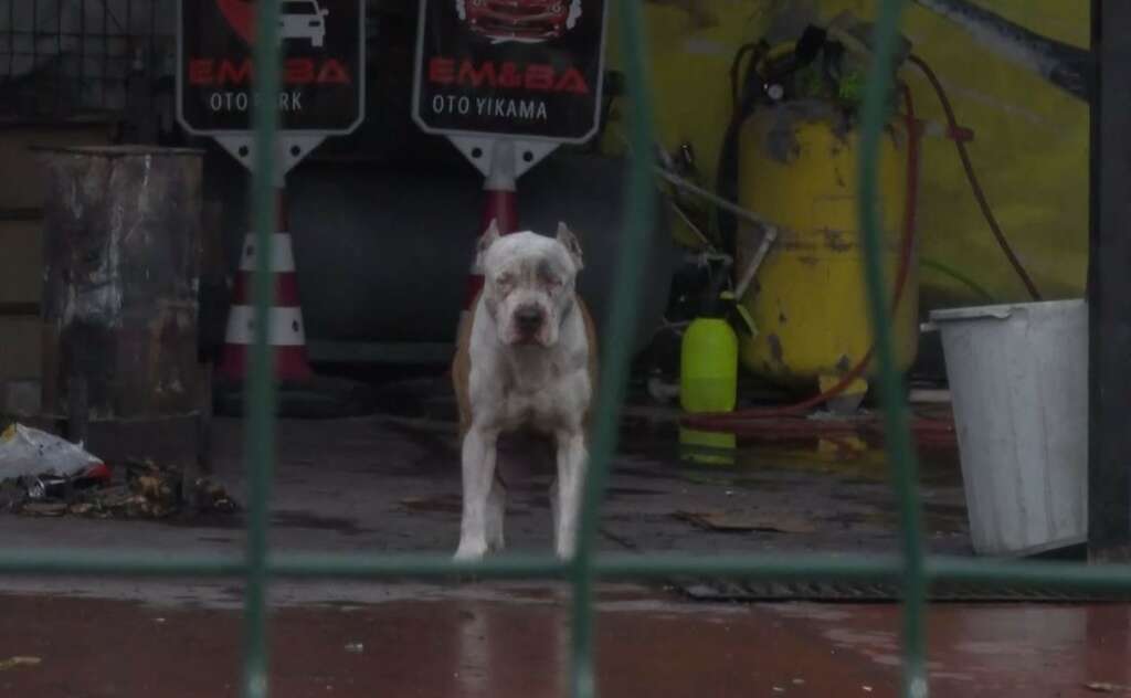 Pitbull cinsi köpekler sahibine ve yanındaki kişiye saldırdı