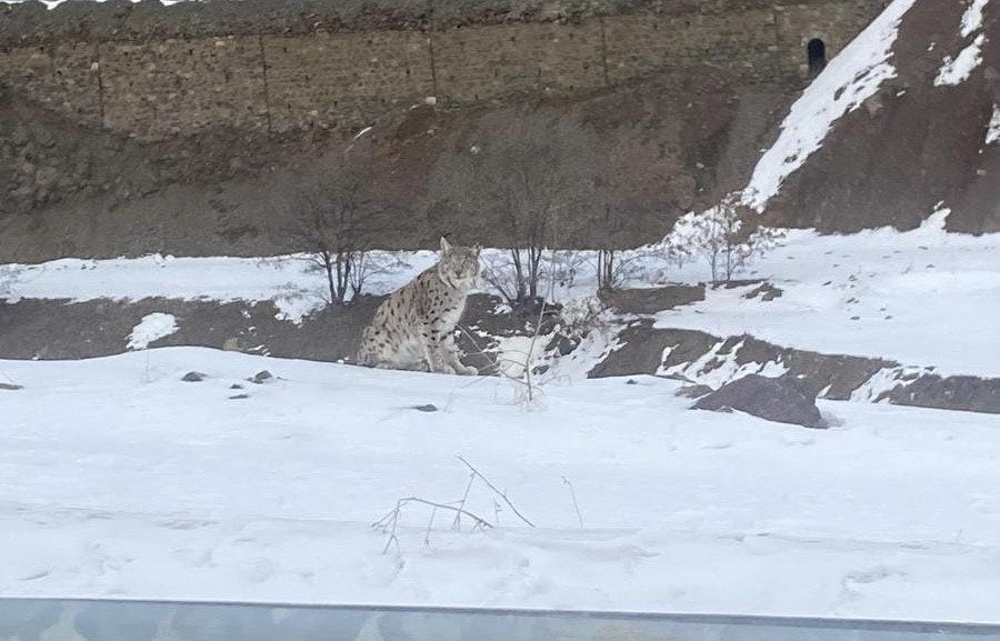 Kırmızı listedeki vaşak Elazığ’da görüldü