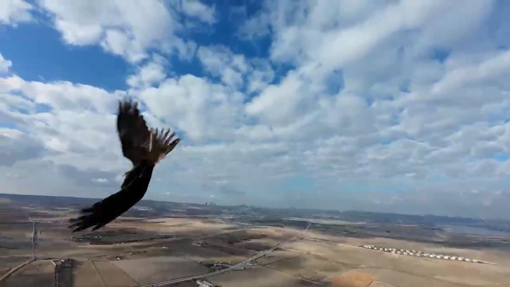 Bursa’da çekim yapan drone ile şahin böyle karşılaştı