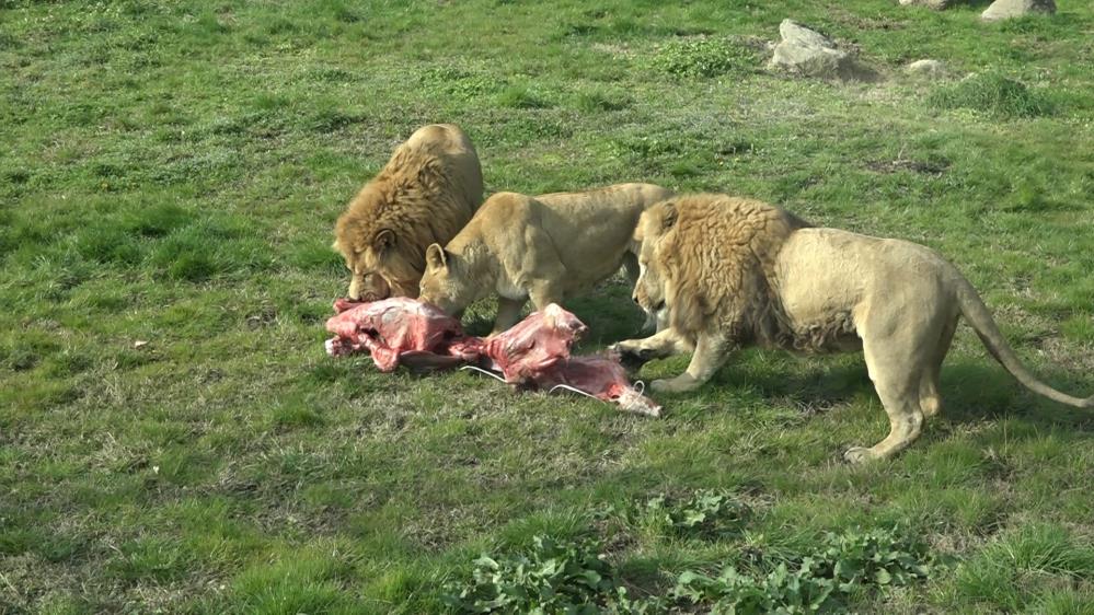 Bursa’daki aslanlar 75 kilo et yedi