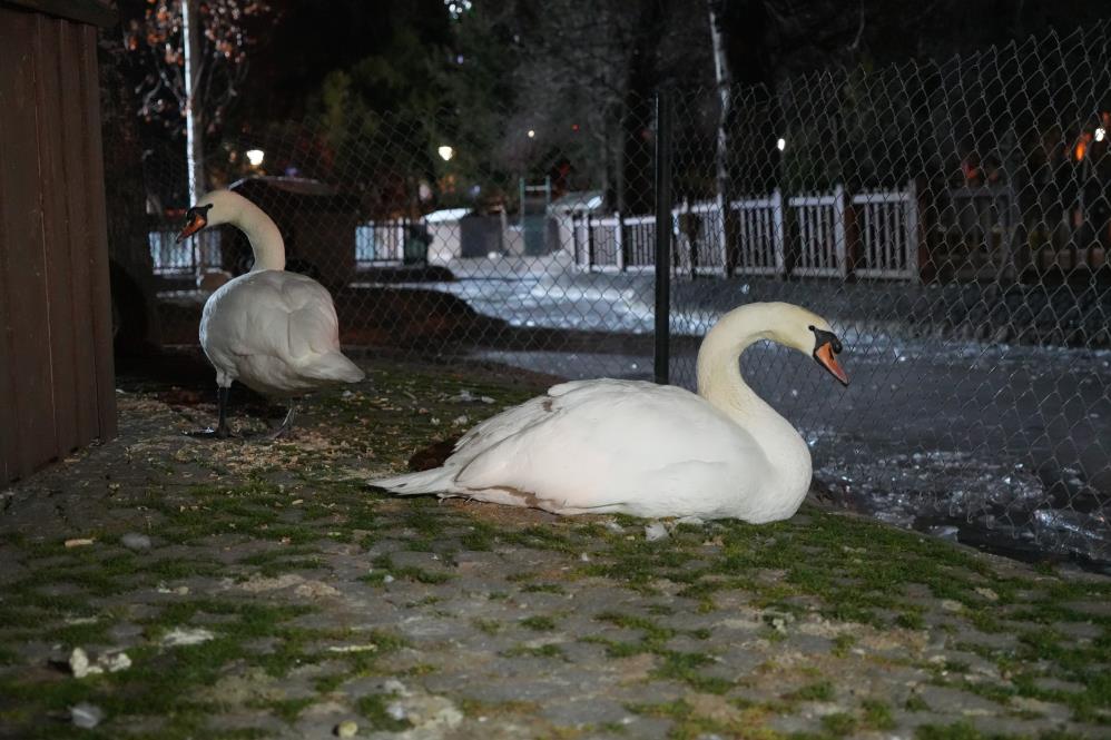 Kuğulu Park’ın havuzu dondu