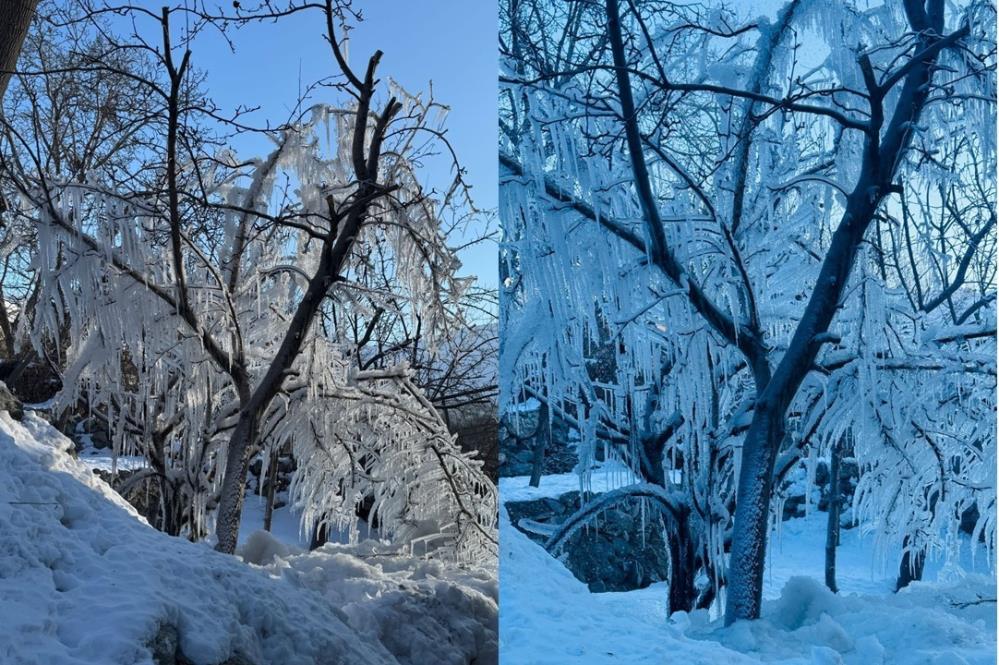 Hakkari’de ağaçlar buz tuttu