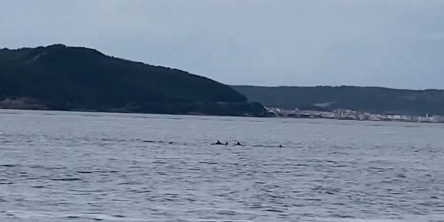 Çanakkale Boğazı’nda yunuslardan görsel şölen