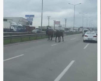 Bursa’da başıboş atlar ana yolu hipodroma çevirdi