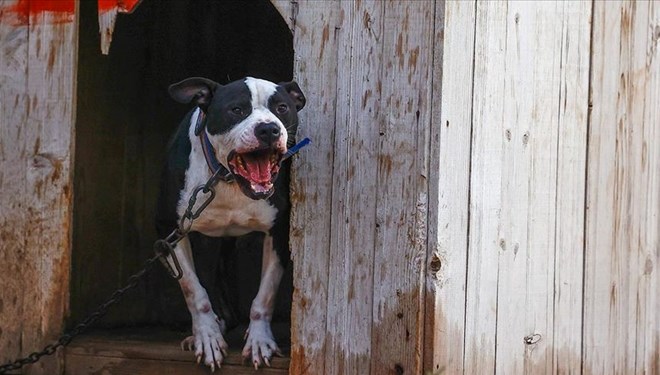 Polise pitbull saldırısı