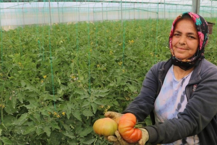 Tarlada 28 lira market rafında 100 lira!