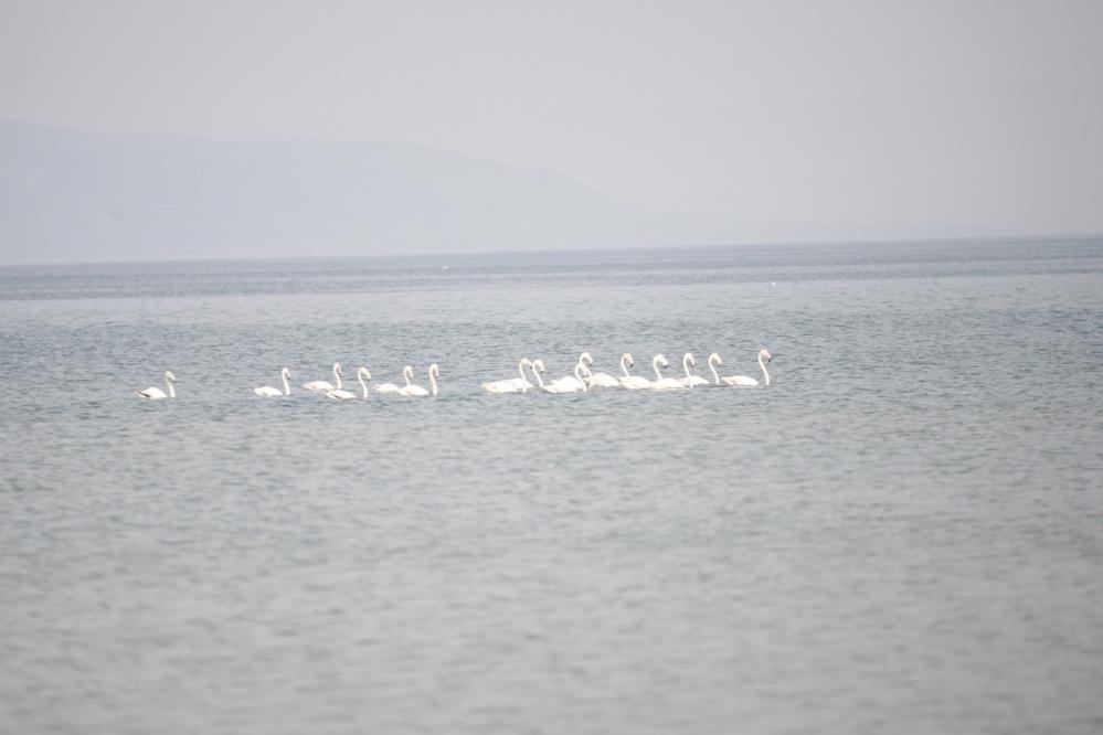 Flamingolar göç yolunda İznik Gölü’nde mola verdi