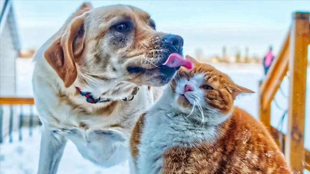 Kedi ve köpek sahipleri dikkat! Resmi Gazete’de yayımlandı