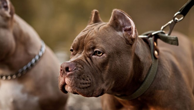 Patisi tetiğe takıldı, köpek sahibini vurdu